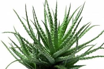 The Aloe Vera in the composition of Men in the Defence
