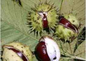 treatment of prostatitis chestnuts